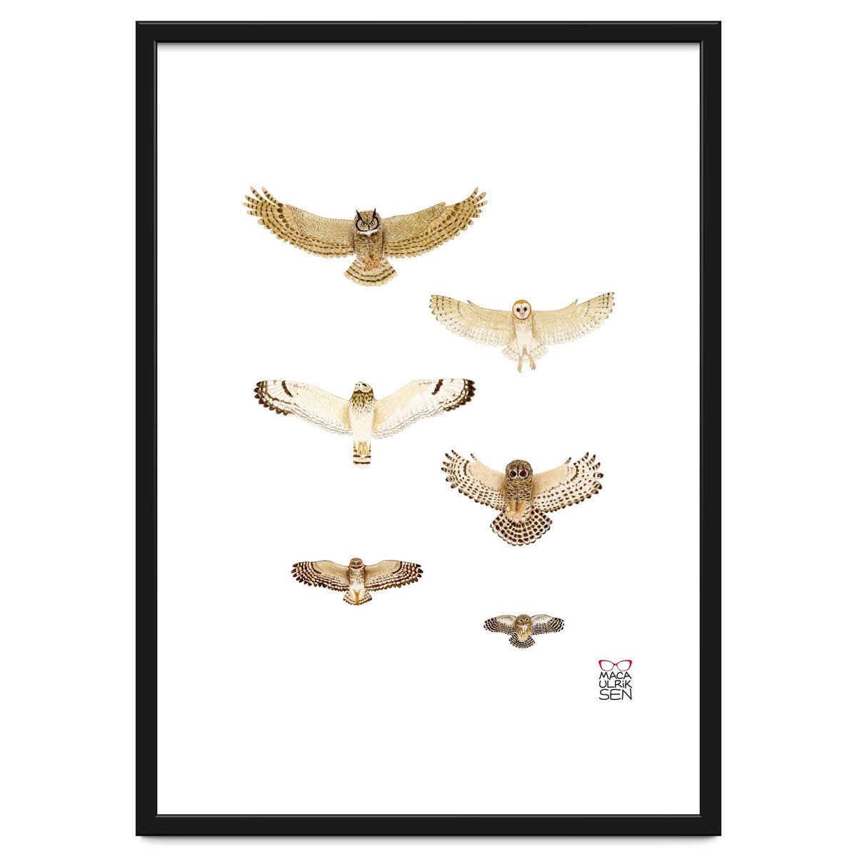 Typical owls & Barn owl