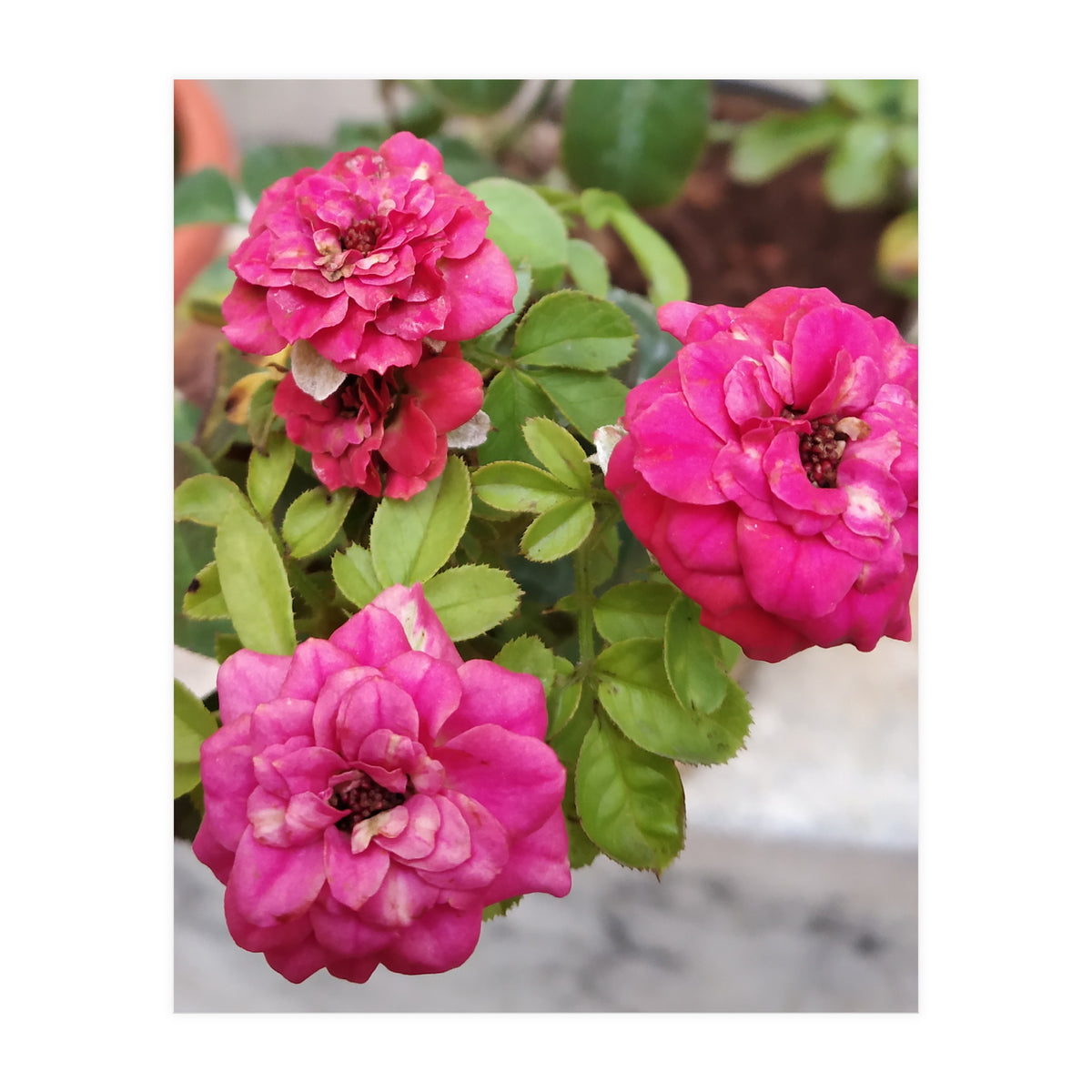 Blooming Roses (Print Only)