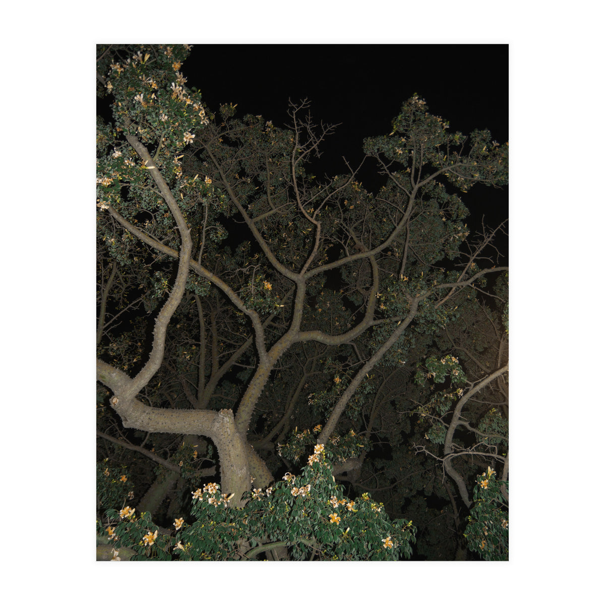 Night in Malaga (Print Only)