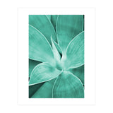 Agave (Print Only) thumbnail