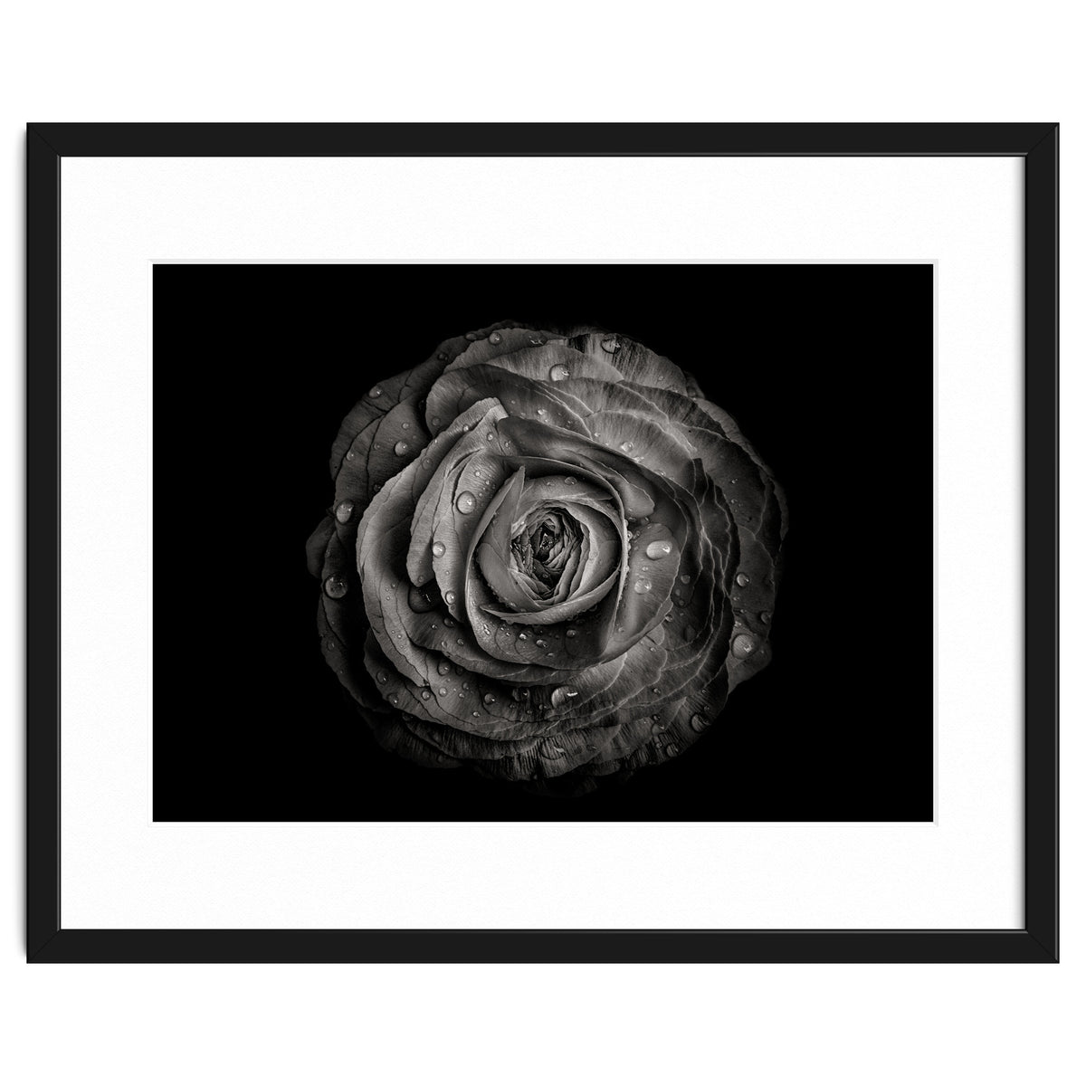 Backyard Flowers In Black And White 72