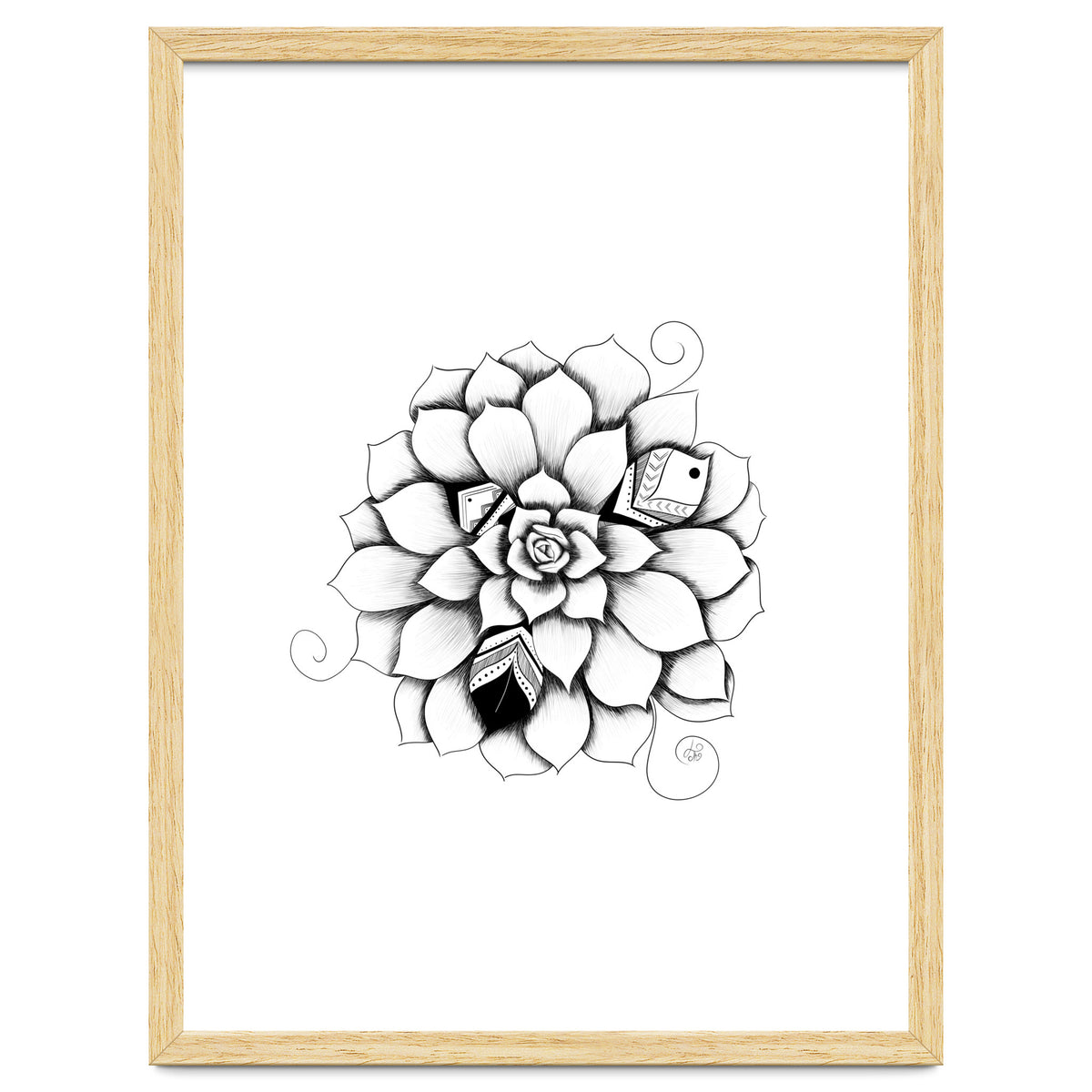 Poetic Echeveria Plant