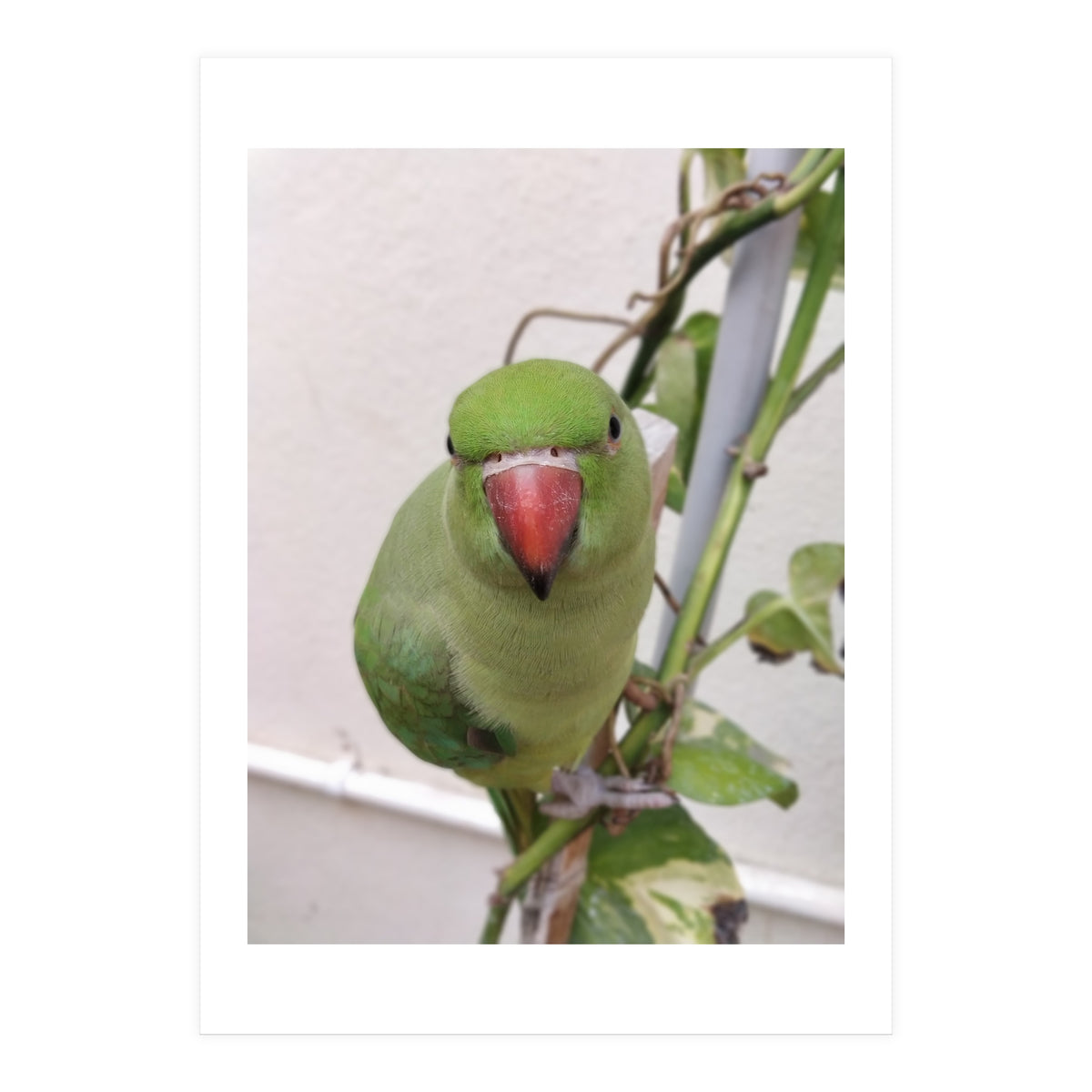 Attractive Indian Parrot (Print Only)
