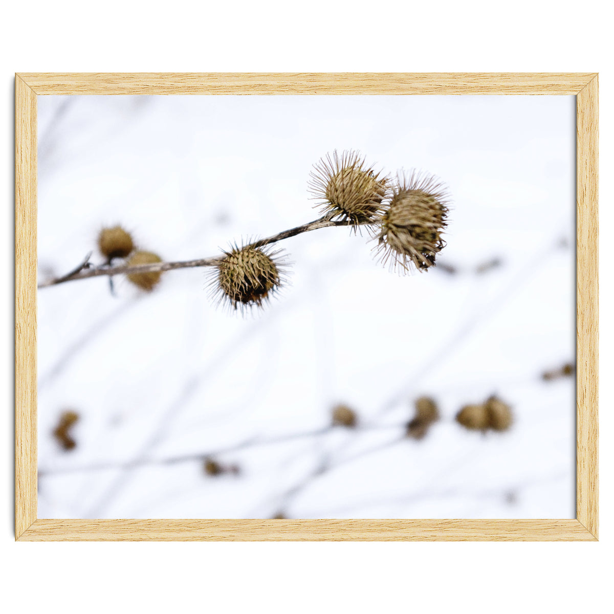 Winter Thistles