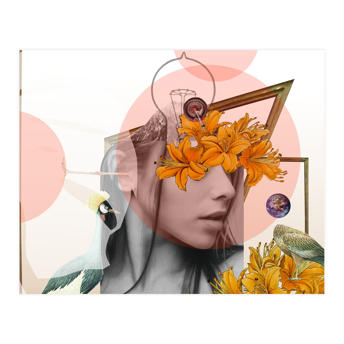 Dreamland Division · D (Print Only)