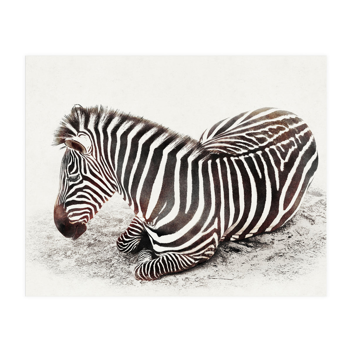 Zebra (Print Only)
