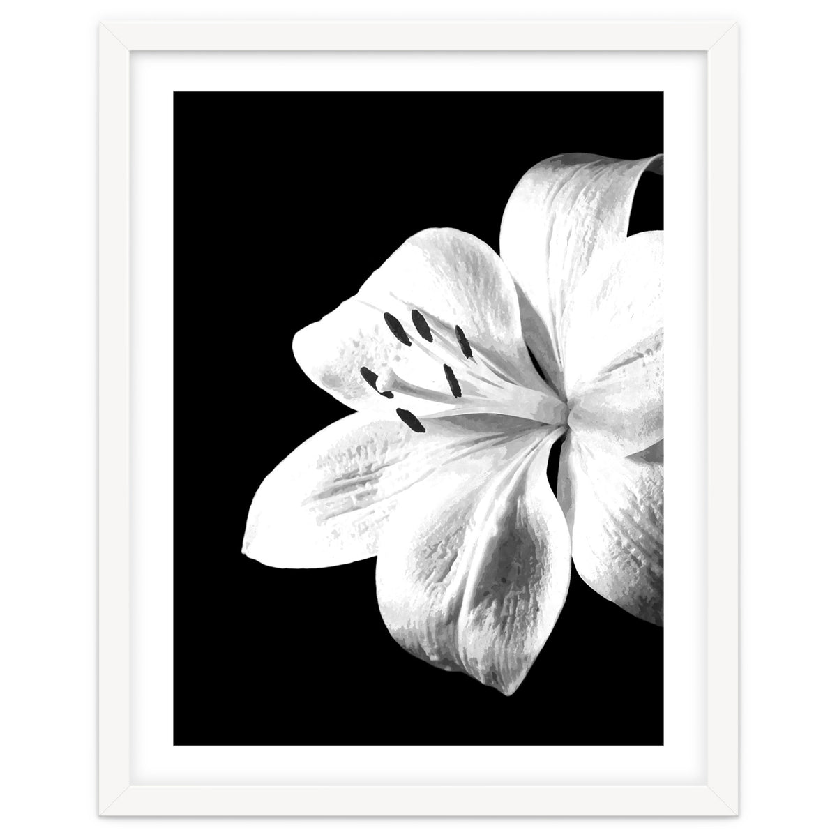 White Lily Black Background