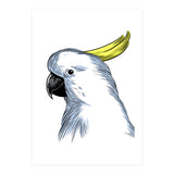 Skecth Macaw (Print Only) thumbnail