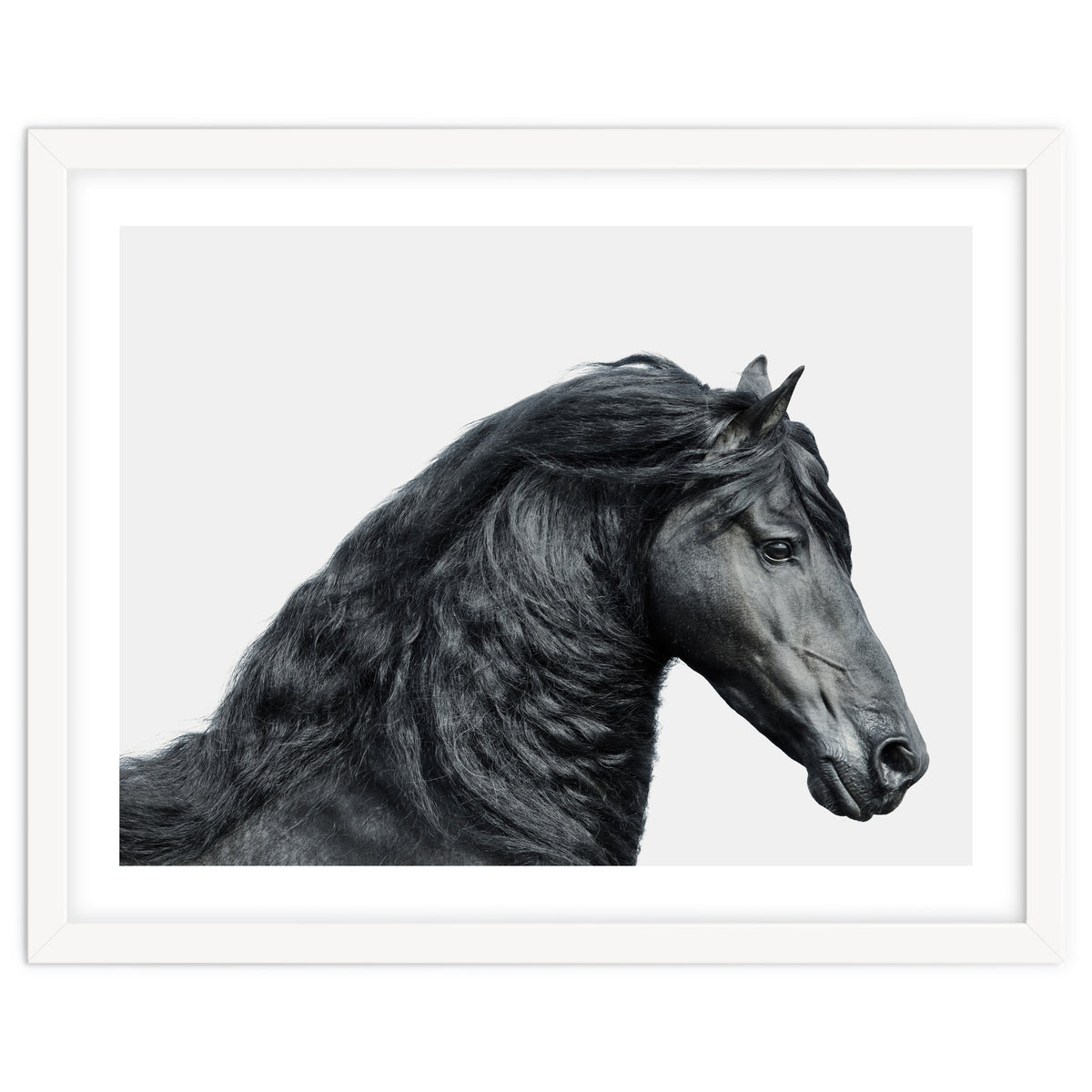 Friesian Horse