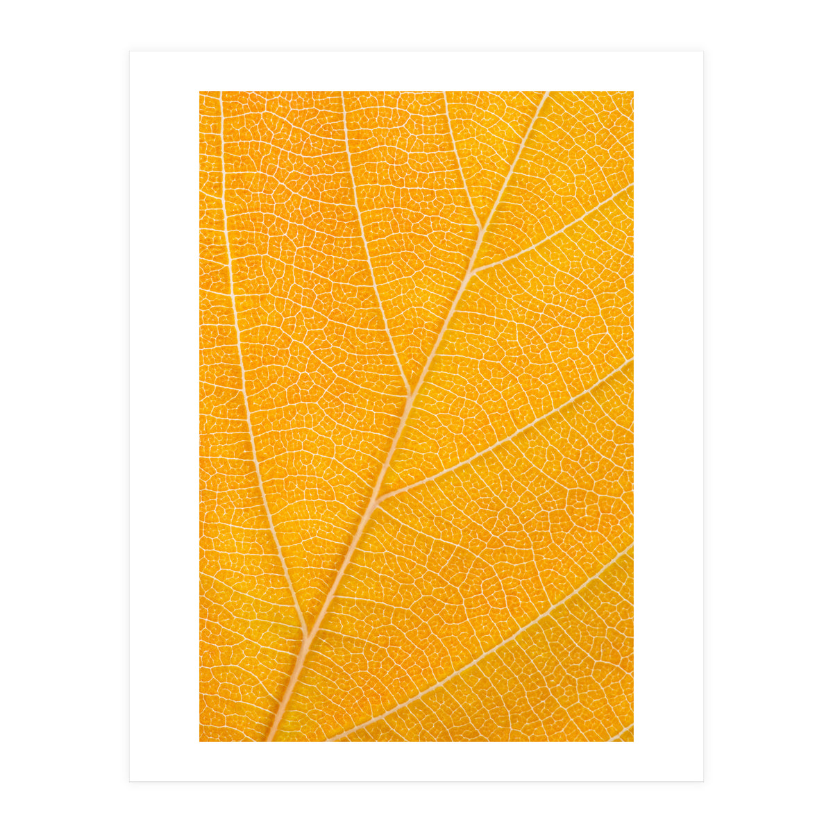Autumn Leaf (Print Only)