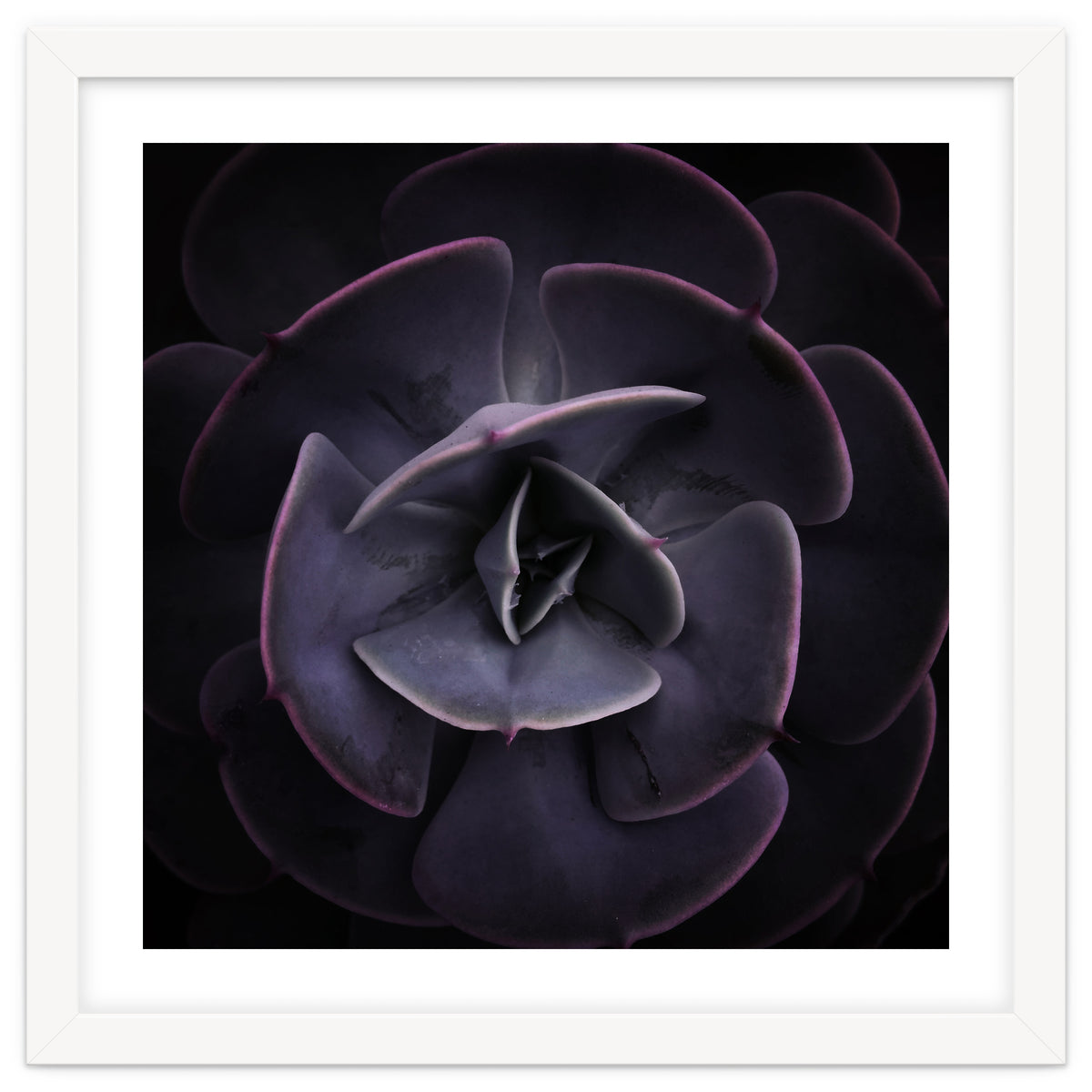 DARKSIDE OF SUCCULENTS VIII