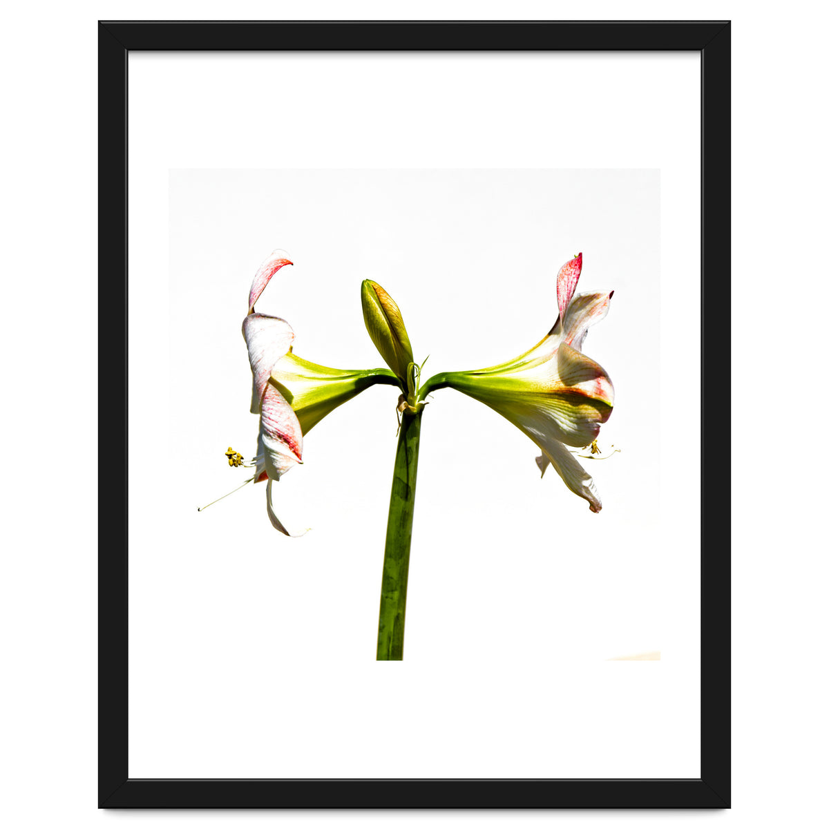 Amaryllis 3