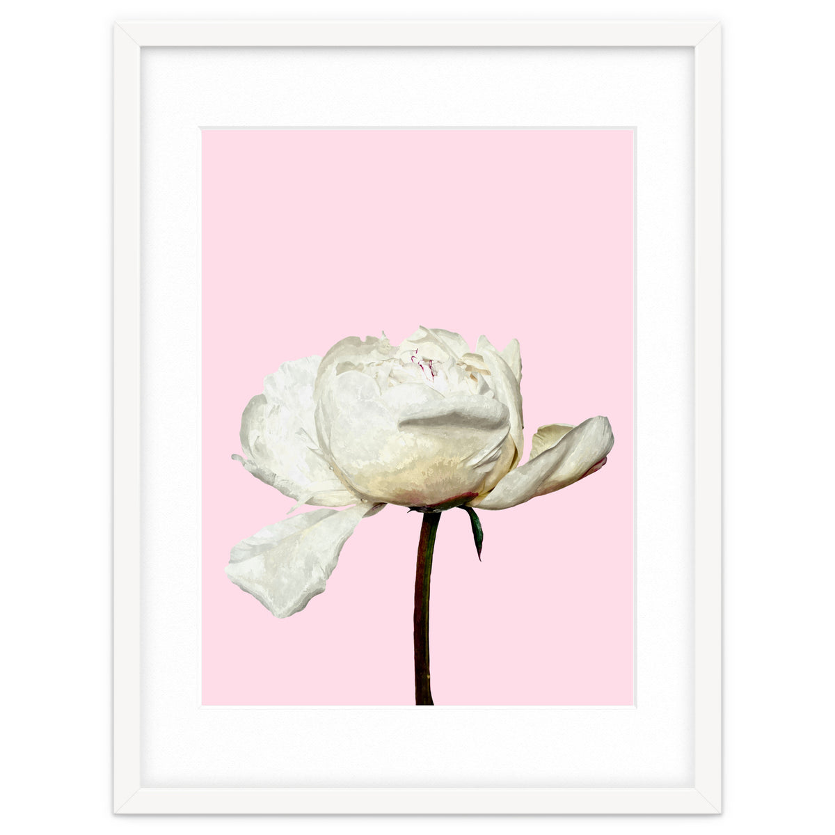 White Peony Pink Background