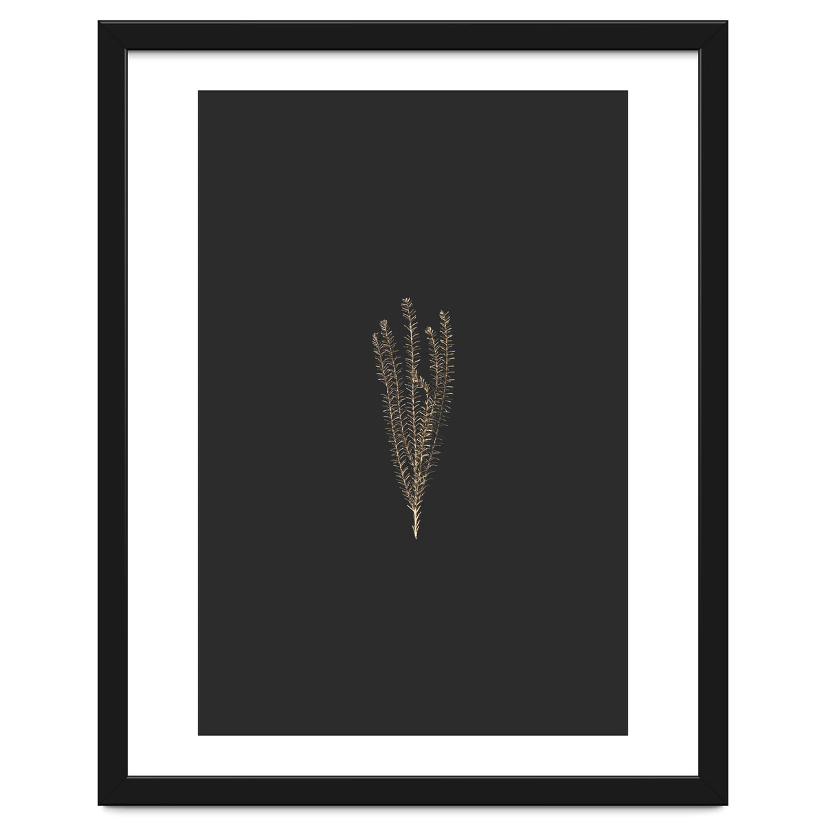 Delicate Fynbos Botanicals in Gold and Black