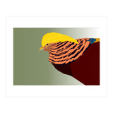 Golden Pheasant Bird Art (Print Only) thumbnail