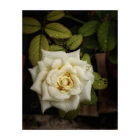 Beautiful Garden White Rose (Print Only)
