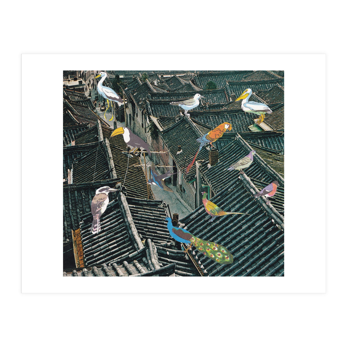 Bird Town (Print Only)