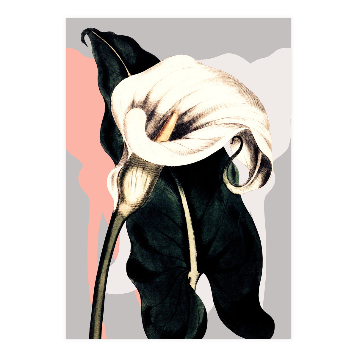 Calla lily flower (Print Only)