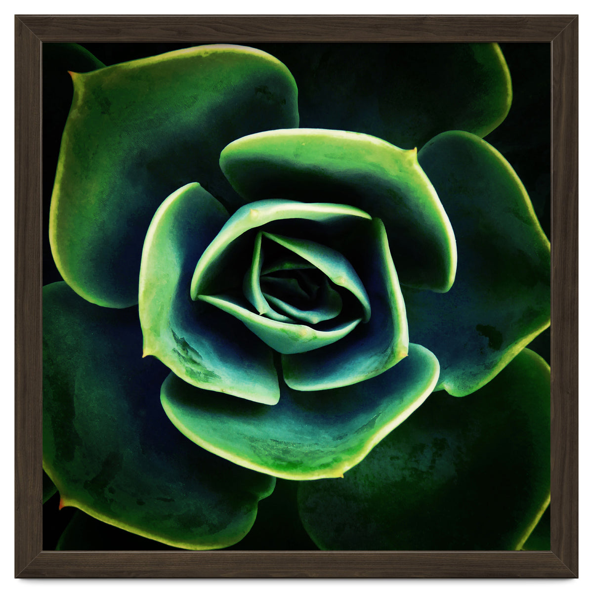 DARKSIDE OF SUCCULENTS XIV