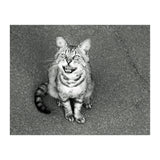 Cat (Print Only) thumbnail
