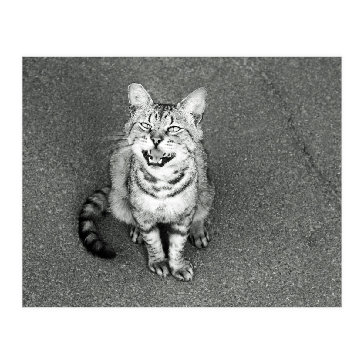 Cat (Print Only)