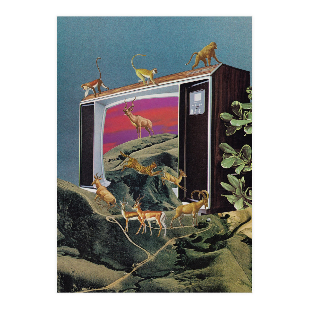 Animal Channel (Print Only)