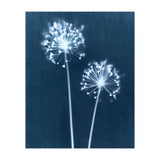 Indigo Dandelion (Print Only) thumbnail