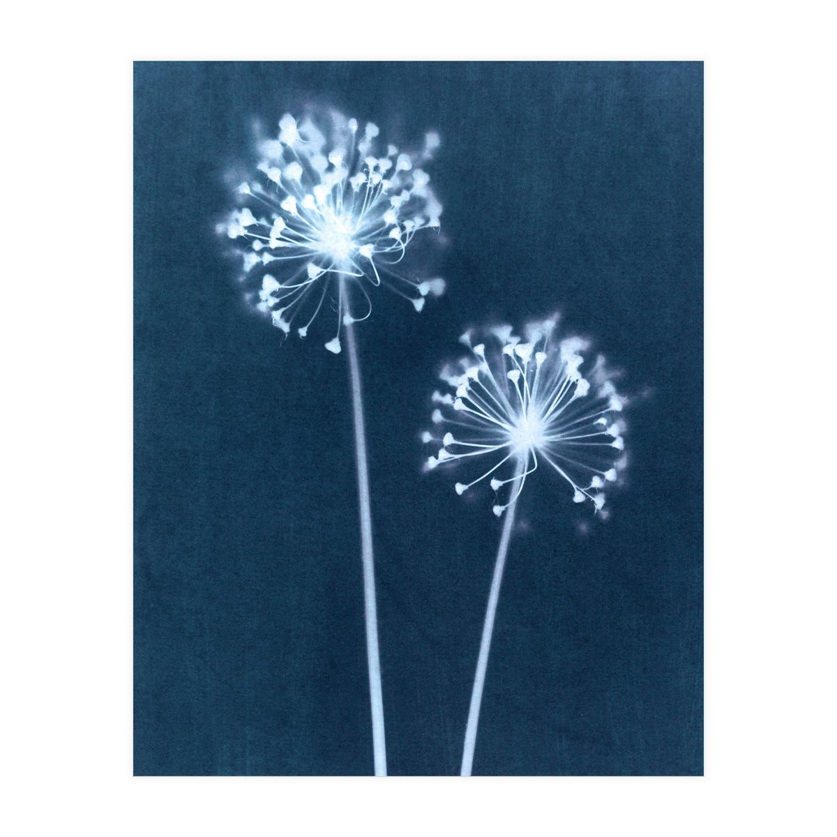 Indigo Dandelion (Print Only)