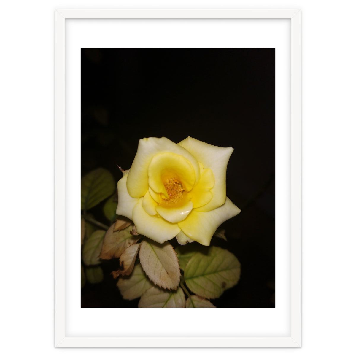 Yellow Rose