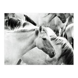Horses (Print Only) thumbnail
