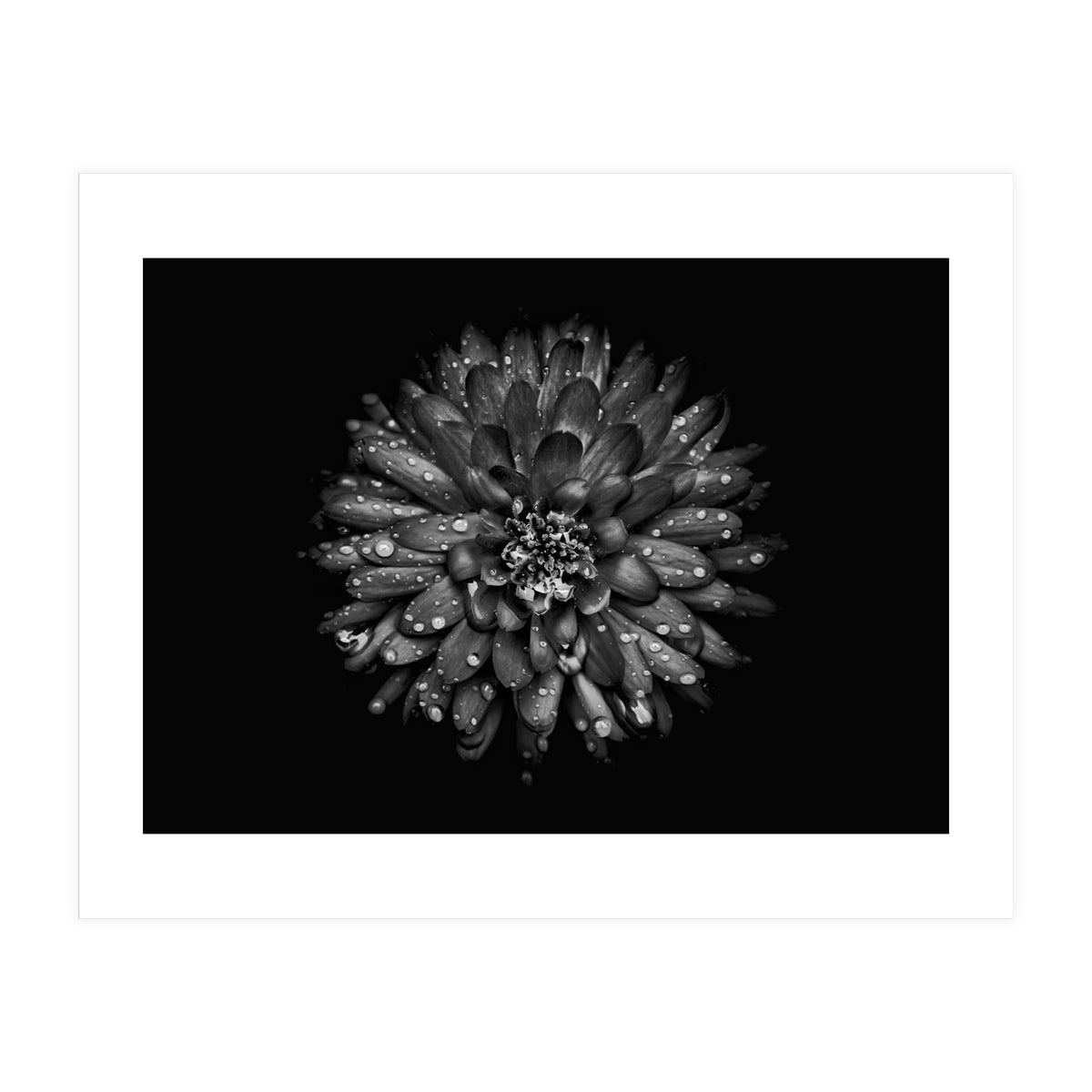 Backyard Flowers In Black And White No 45 (Print Only)