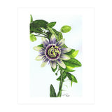 Passion Flower (Print Only) thumbnail