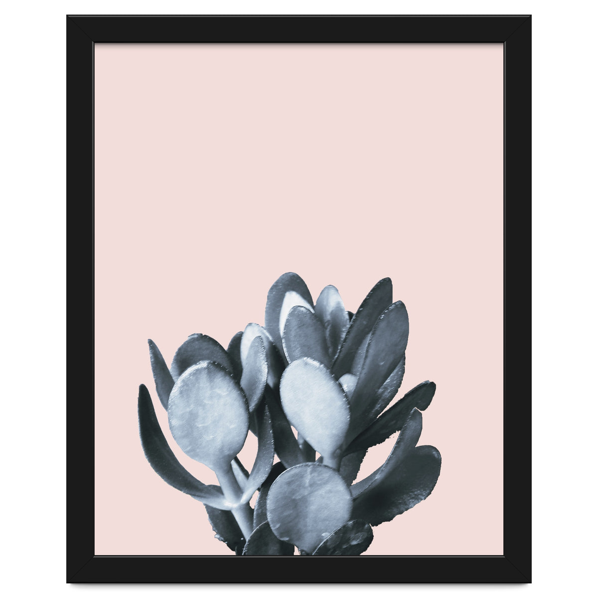 Cactus collection BL-II