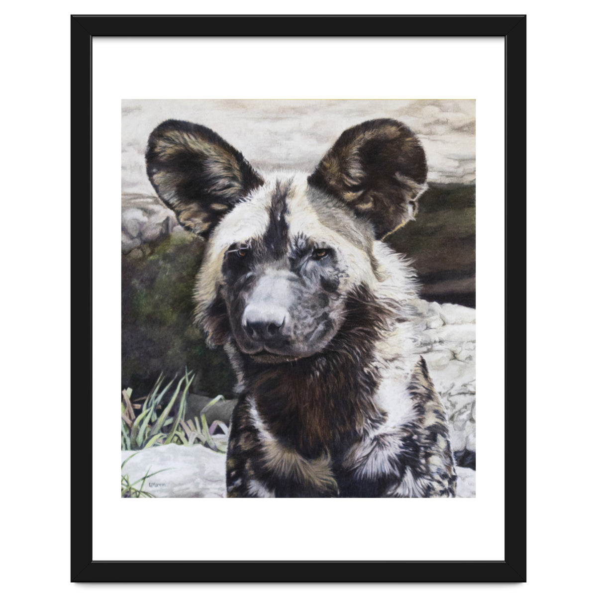 African Painted Dog II