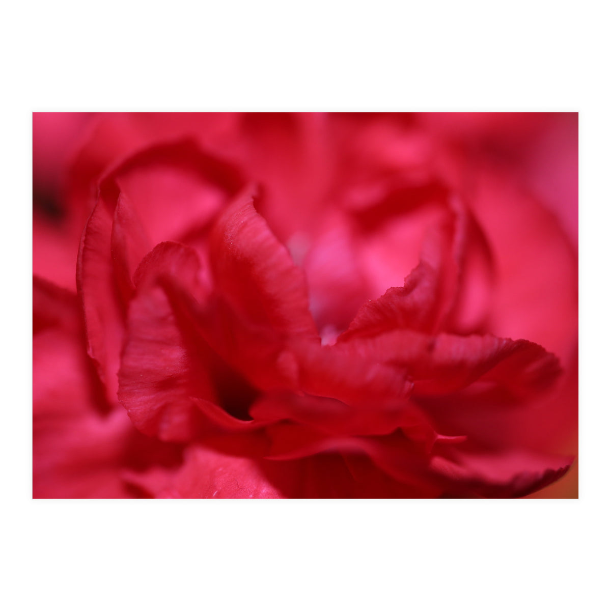 Red Peony (Print Only)