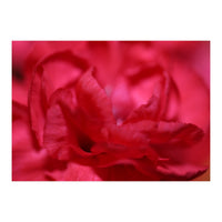 Red Peony (Print Only)