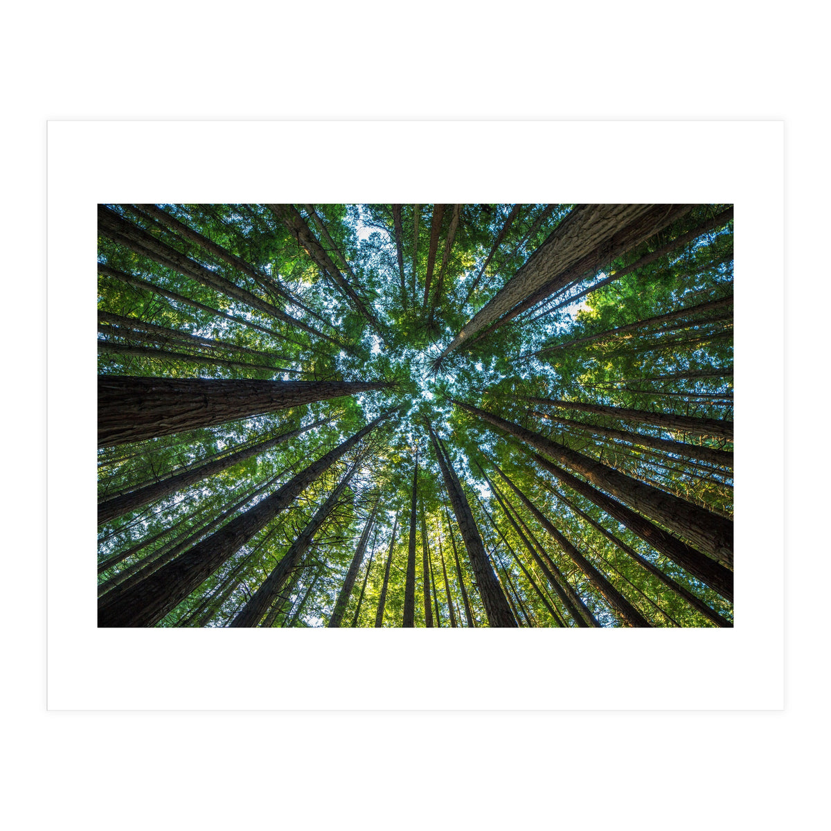 Forest (Print Only)
