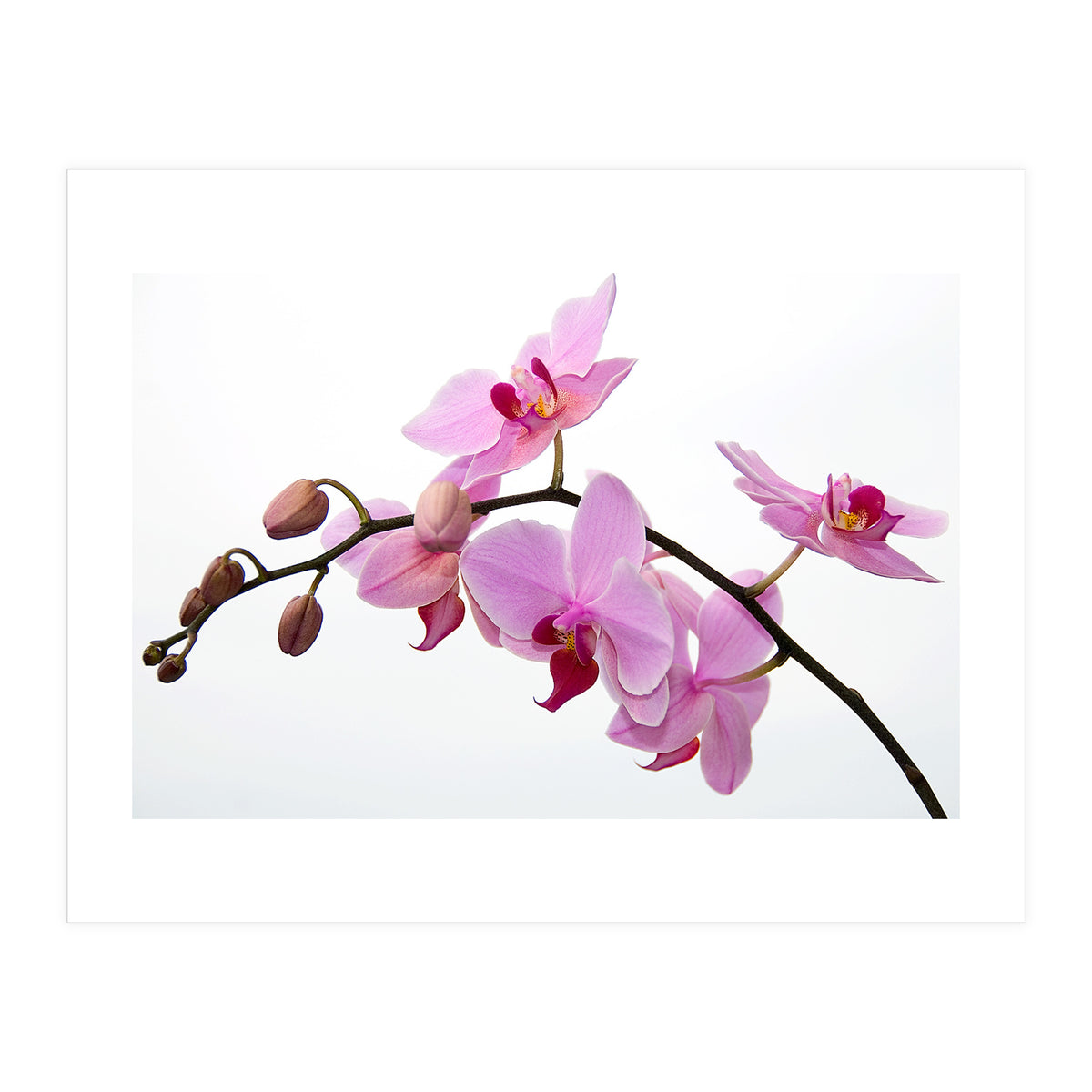 Orchidee (Print Only)