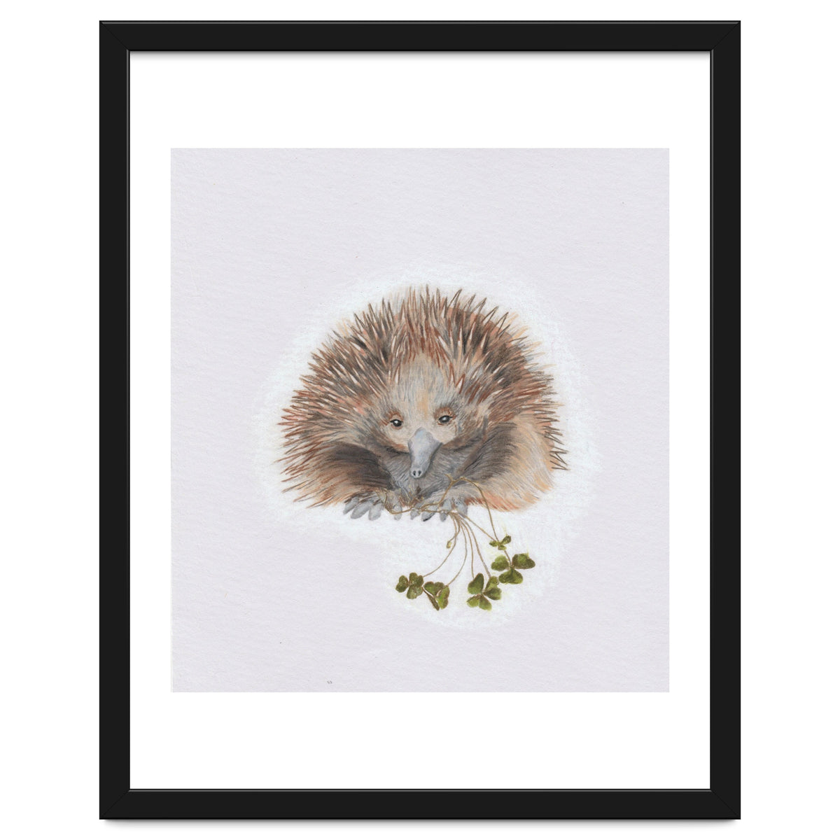 Echidna - Australian Animal Series