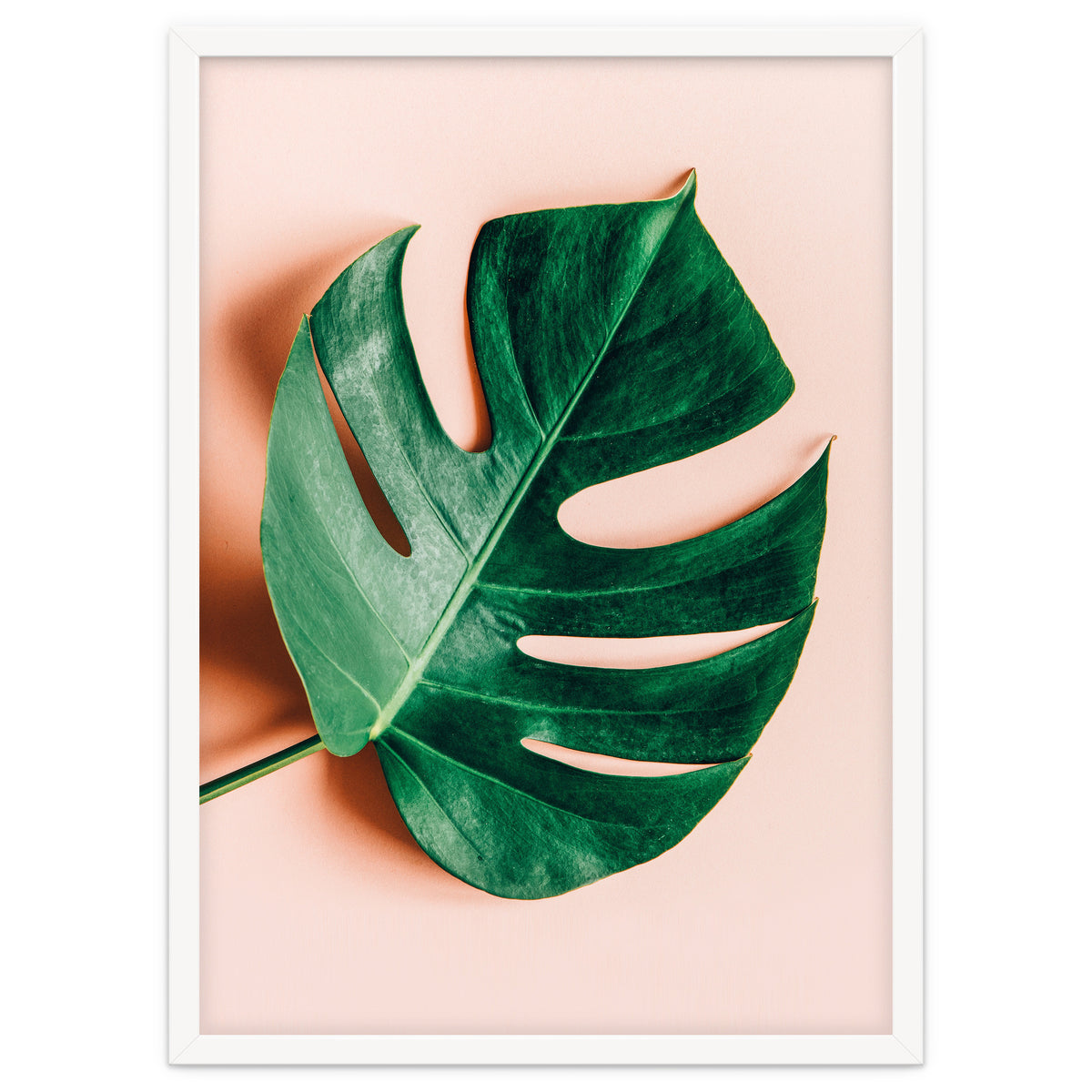 Monstera Shadow
