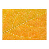 Autumn Leaf (Print Only) thumbnail