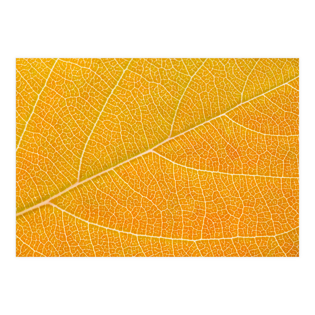 Autumn Leaf (Print Only)