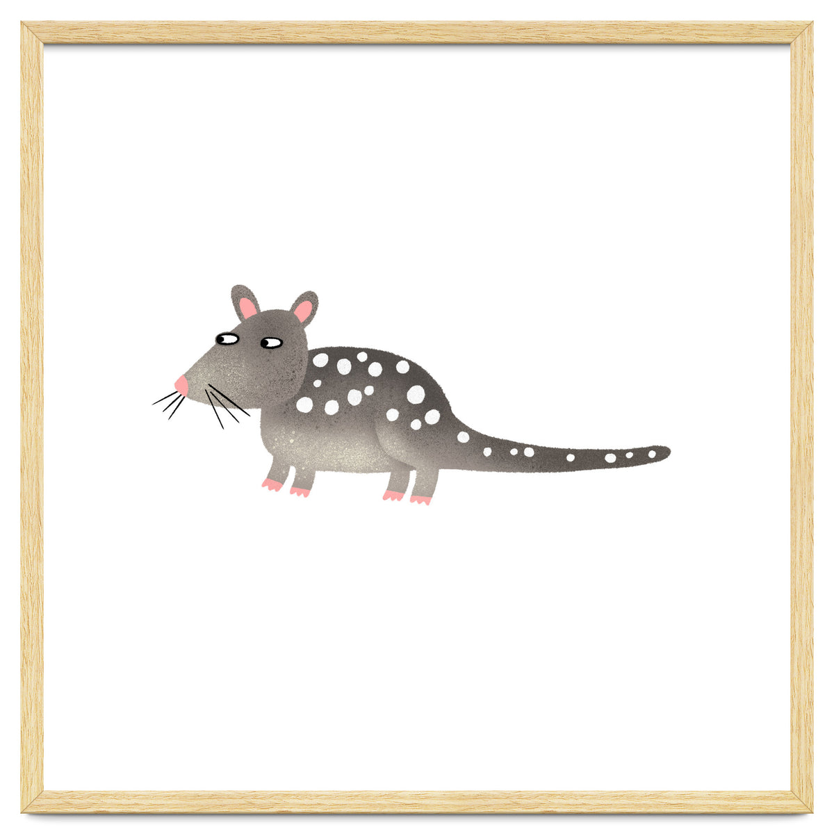 Quoll