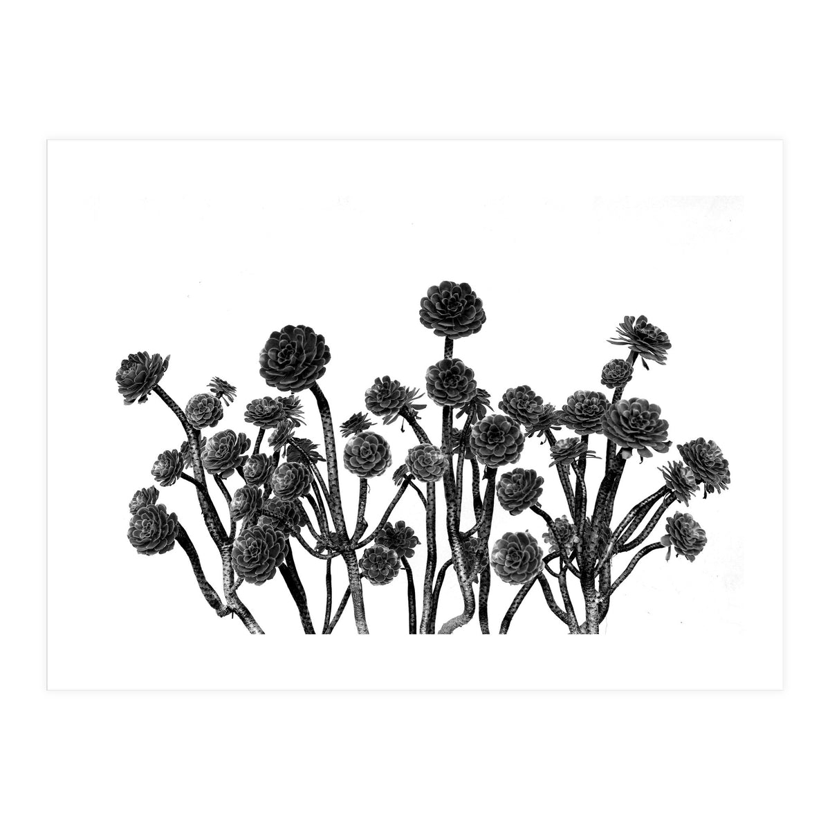 cactus succulents (Print Only)