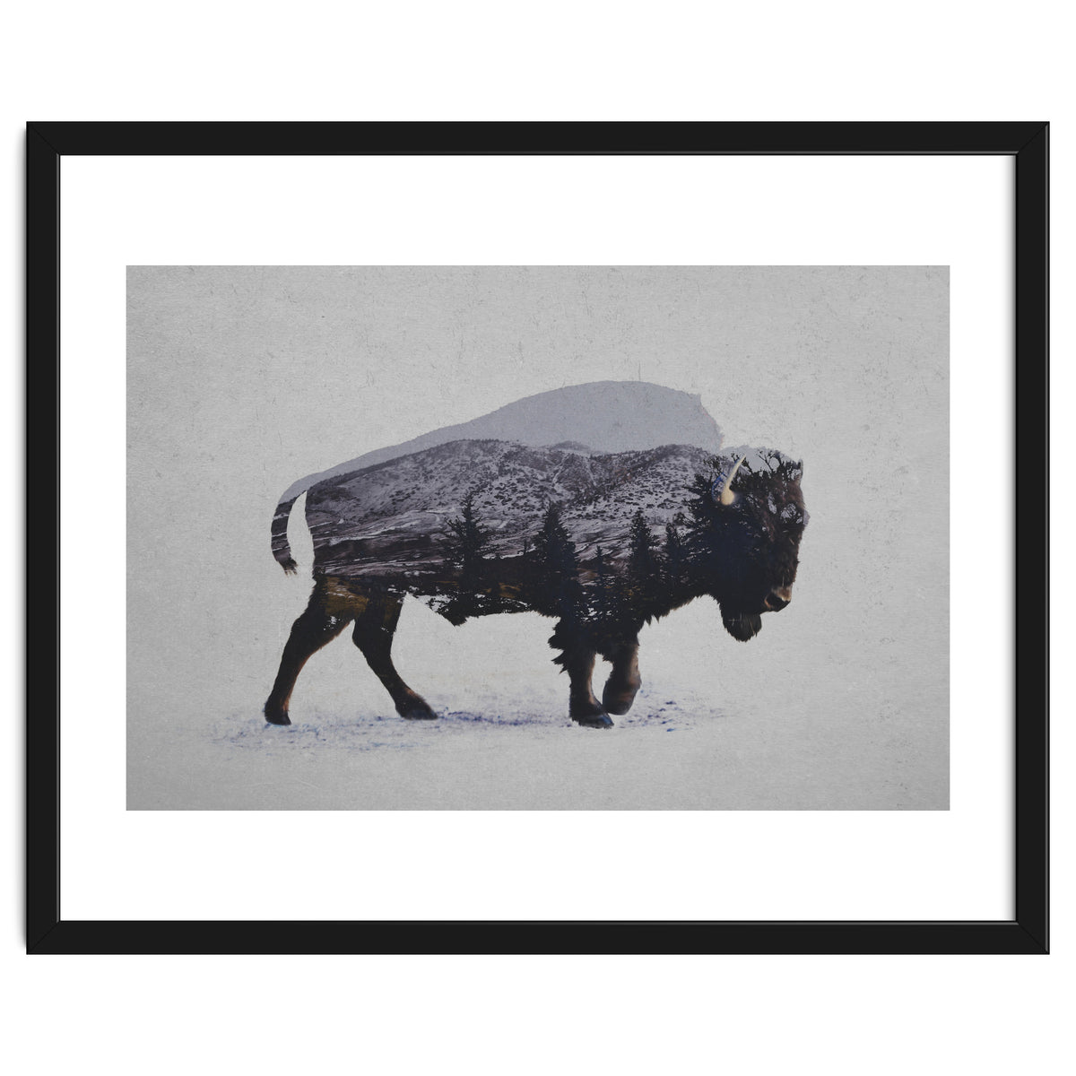 The American Bison