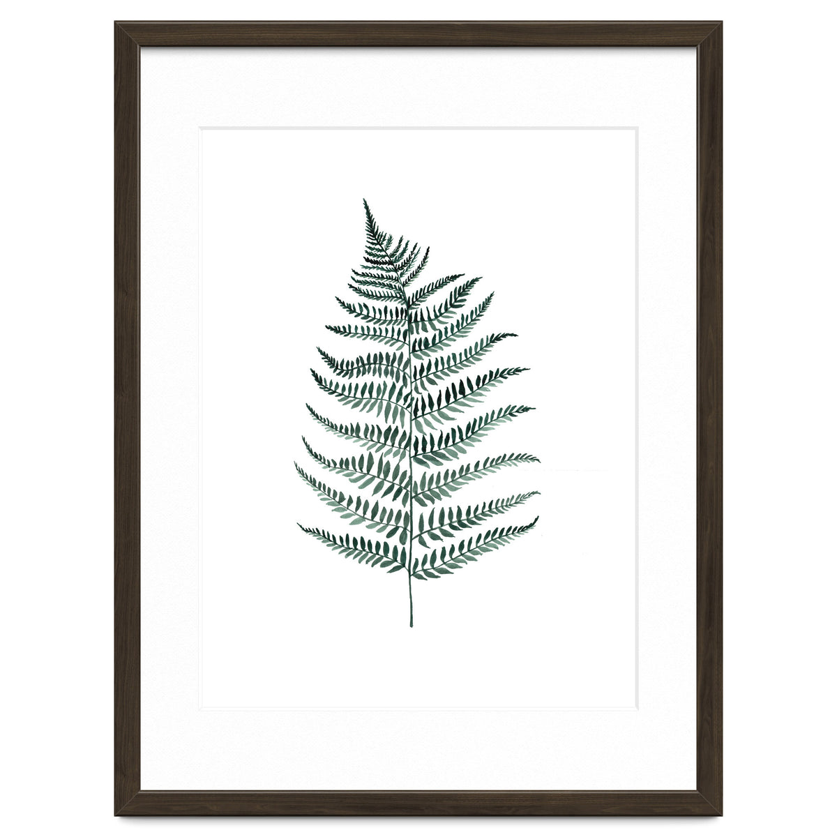 Botanical Illustration Silverfern