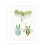 Cc Insects 07 (Print Only) thumbnail