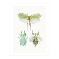 Cc Insects 07 (Print Only)