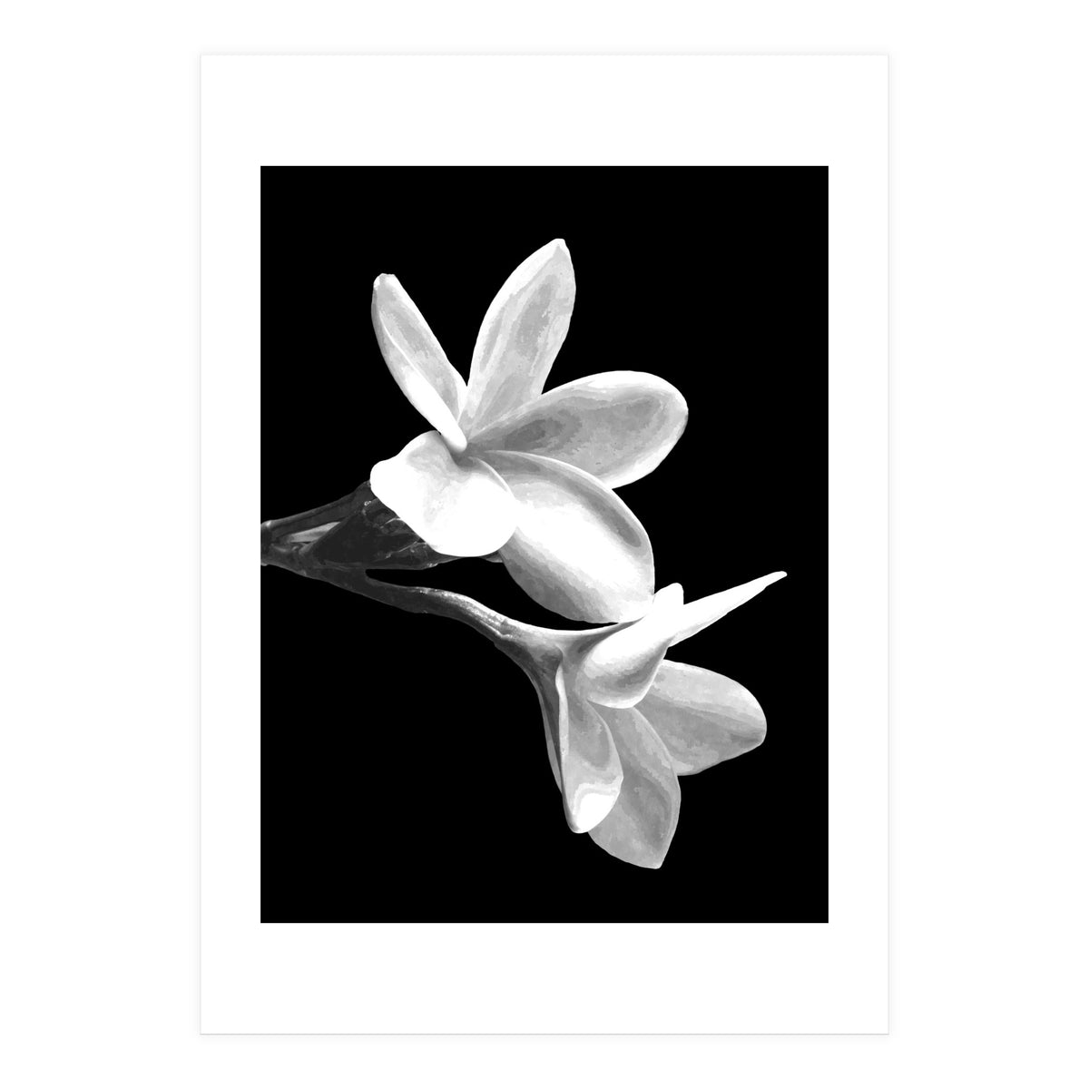 Black and White Flowers  (Print Only)