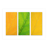 Autumn Leaves (Print Only) thumbnail